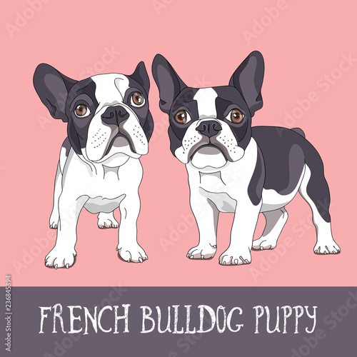 Cartoon French Bulldog Puppies on a pink background. Vector illustration.