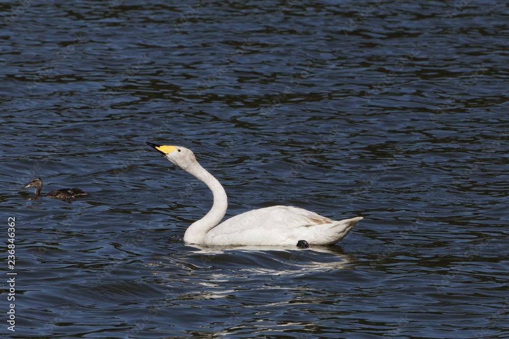 Whooper swan (Cygnus cygnus) on a blue water surface Whooper swan (Cygnus cygnus) on a blue water surface