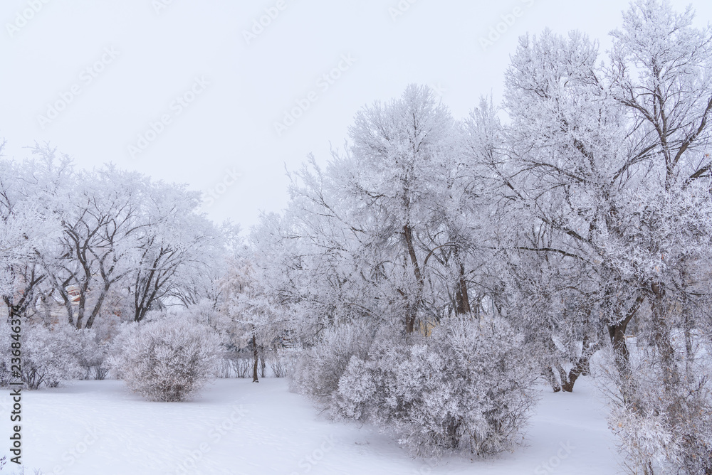 frosty winter landscape with trees and snow frosty winter landscape with trees and snow