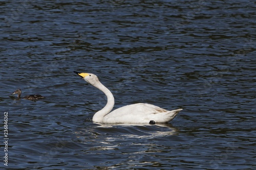 Whooper swan  Cygnus cygnus  on a blue water surface