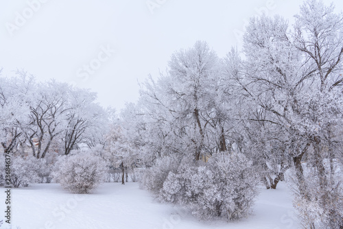 frosty winter landscape with trees and snow