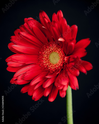 Obraz na płótnie Gerber Daisy Isolated w salonie