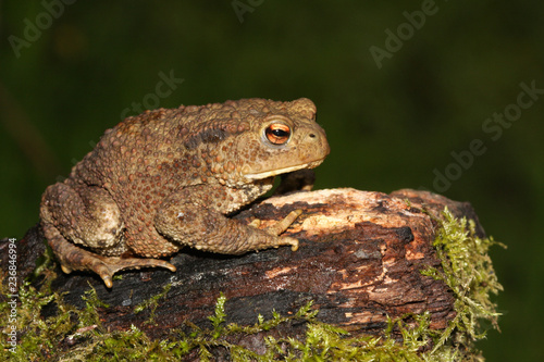 A hunting large Common Toad (Bufo bufo) sitting on a mossy log.	