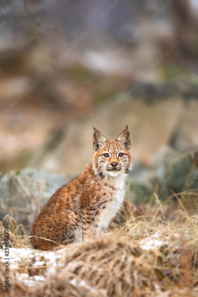 Fototapeta premium Young eurasian lynx sits in the grass at winter