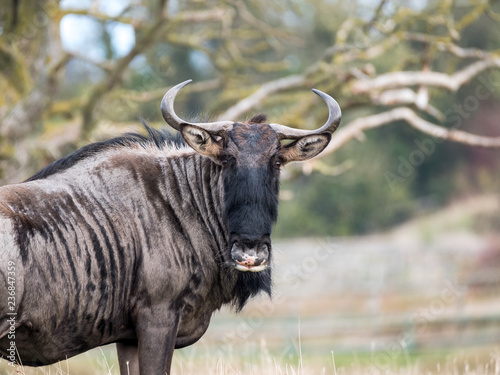 Wildebeest looking to camera. Photographed at Port Lympne Safari Park near Ashford Kent UK. photo