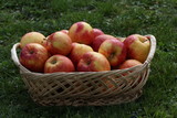 Autumn still life with beautiful ripe apples