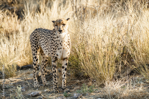 Gepard (Acinonyx jubatus), im hohen Gras © mophoto