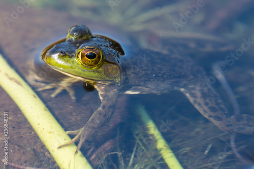 Wild frog in Acadia National Park in Maine.