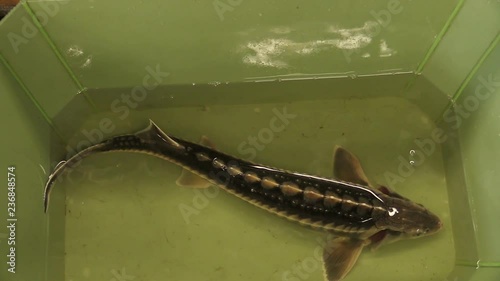 Acipenser gueldenstaedtii Russian diamond sturgeon fish water breeding in the rescue and conservation fauna, protection of the nature, gene pool, endangered aquatic animal in the bath, Europe photo