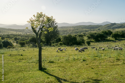 Rural landscape with sheeps