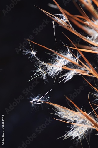 Andropogon virginicus (Bloom sedge bluestem)