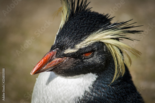 Macaroni penguin
