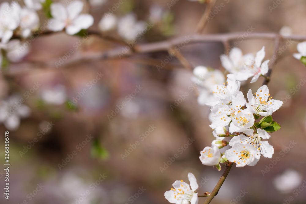 Fototapeta premium Spring cherry blossoms closeup, white flower sunny day. Blurred space for text.