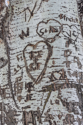 heart carvings on a tree
