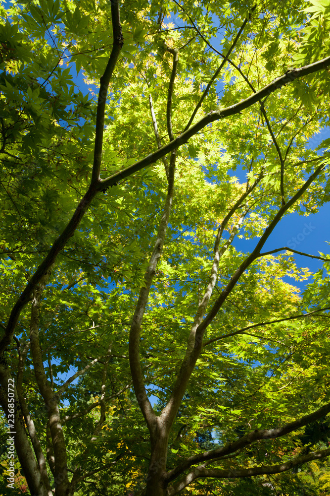 Looking up at a beautiful backlit tree against a clear blue sky