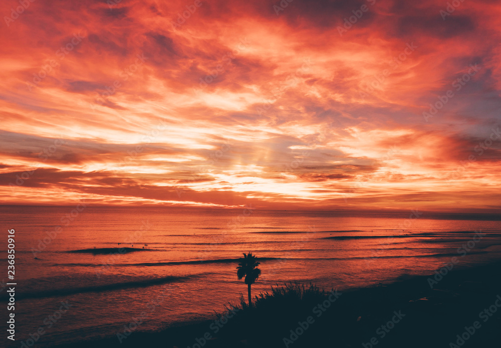 Red sunset with a palm tree