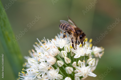 bee on a flower © ILYA