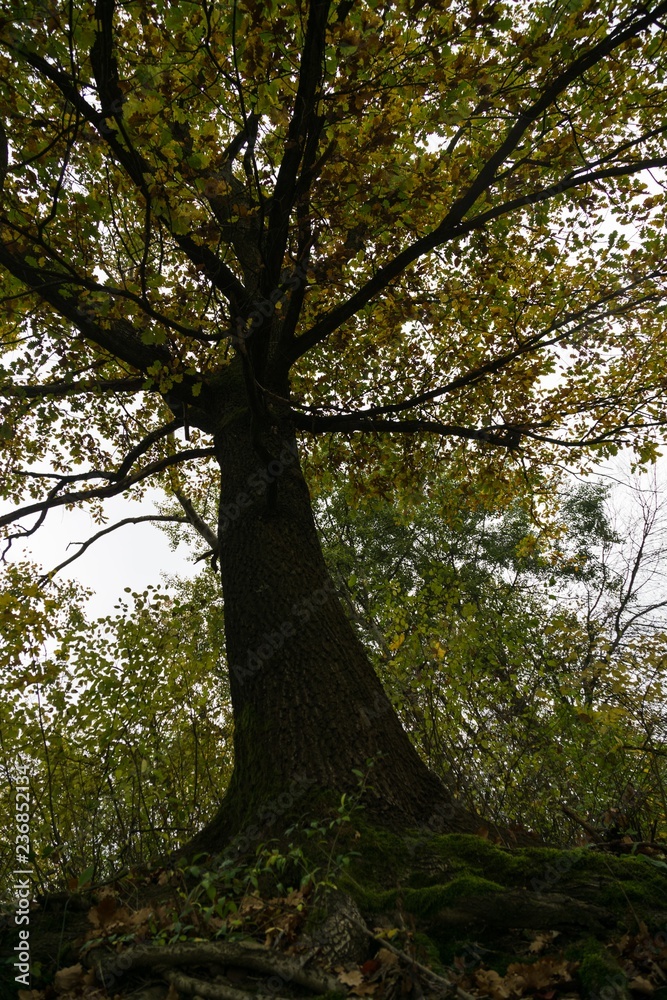Colorful autumn leaves on the trees in nature. Slovakia Colorful autumn leaves on the trees in nature. Slovakia