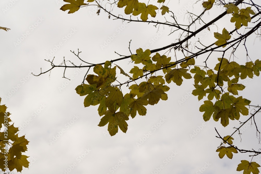 Colorful autumn leaves on the trees in nature. Slovakia