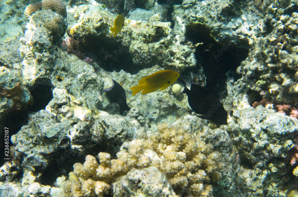 Coral fish on the background of a coral reef Coral fish on the background of a coral reef