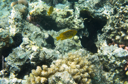 Coral fish on the background of a coral reef