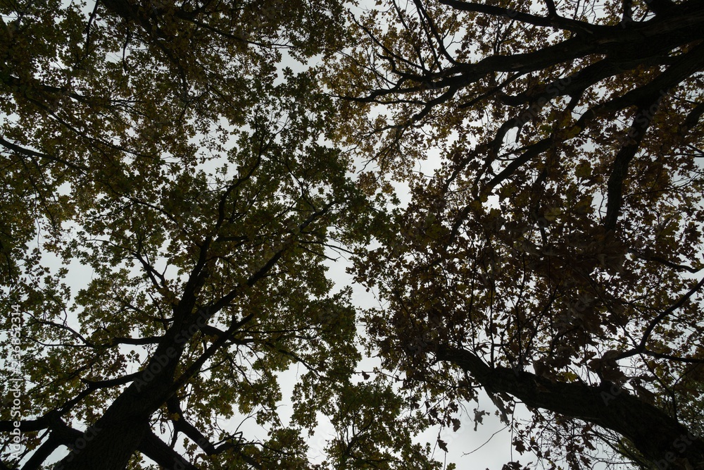 Colorful autumn leaves on the trees in nature. Slovakia Colorful autumn leaves on the trees in nature. Slovakia