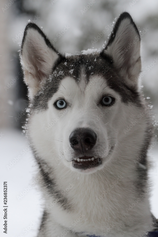 A Siberian Husky in the snow