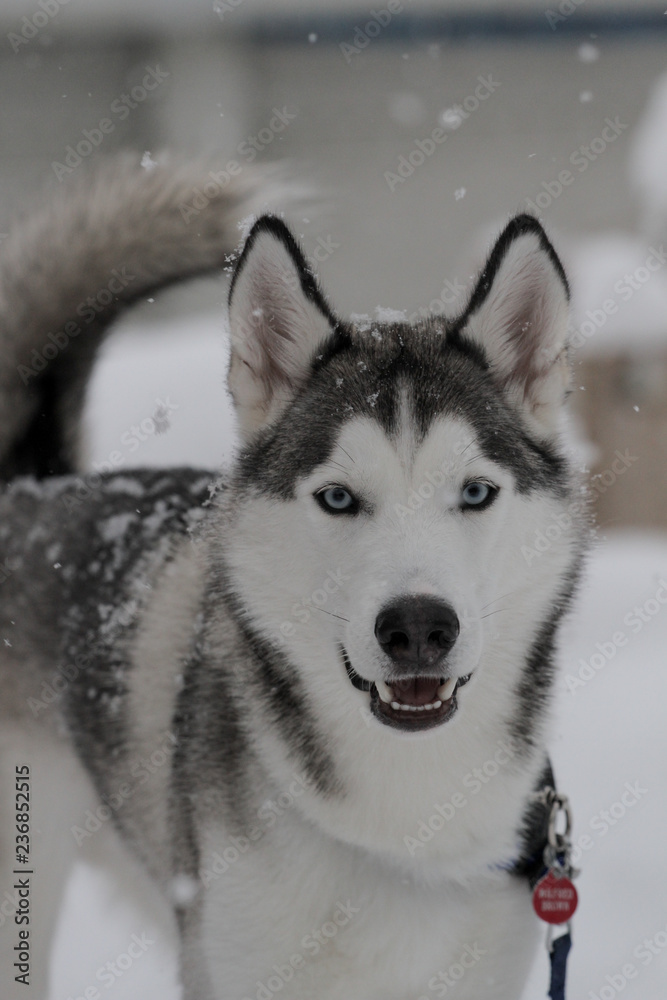 Siberian Huskies outside in Canada during winter 