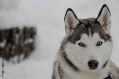 Siberian Huskies outside in Canada during winter 