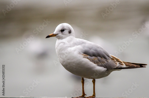 Black headed sea gull