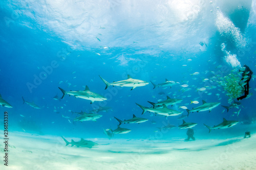 Caribbean reef shark at the Bahamas