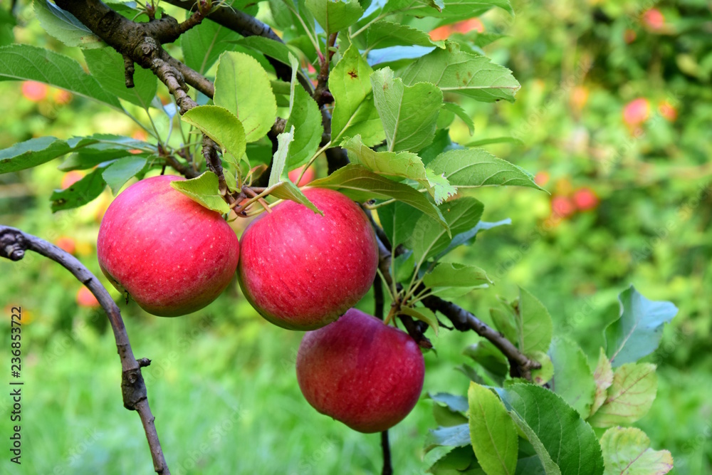 Drei rote reife Äpfel hängen an einem Ast, Apfelerntezeit in Südtirol