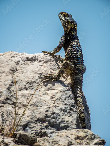 Agama stellio lizard Xanthos, Turkey  photo