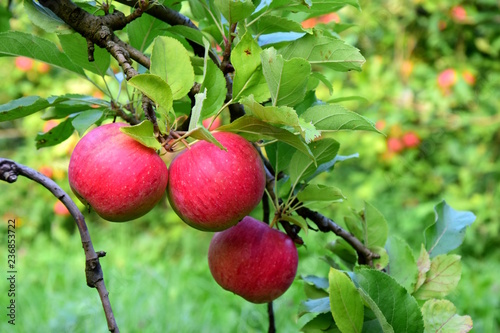 Drei rote reife Äpfel hängen an einem Ast, Apfelerntezeit in Südtirol