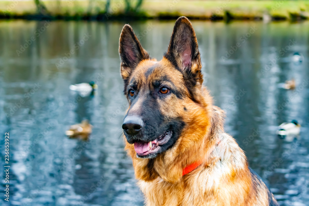 Old German Shepherd. Portrait on a background of a pond with ducks. Harmonious relationship with the dog: education and training.