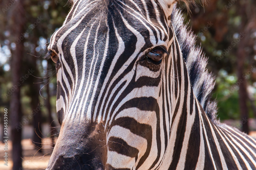 Close-up portrait of Zebra looking to the camera Close-up portrait of Zebra looking to the camera