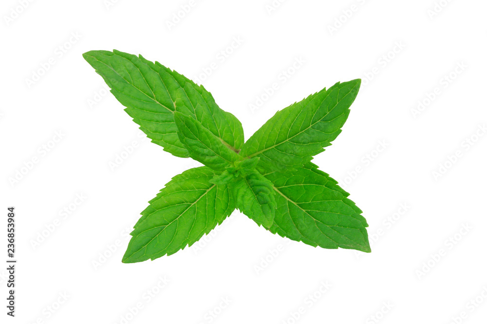 fresh mint leaves isolated on white background fresh mint leaves isolated on white background