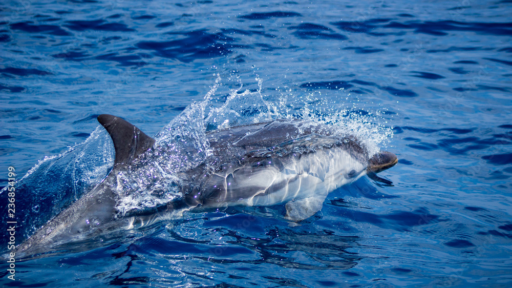 Fototapeta premium Dauphin