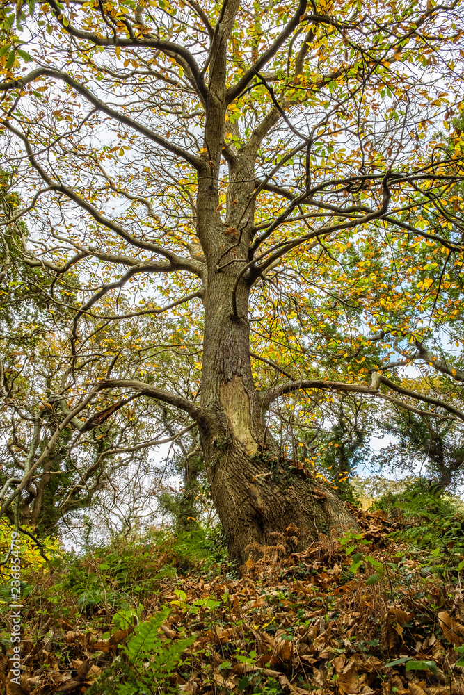 autumn woodland