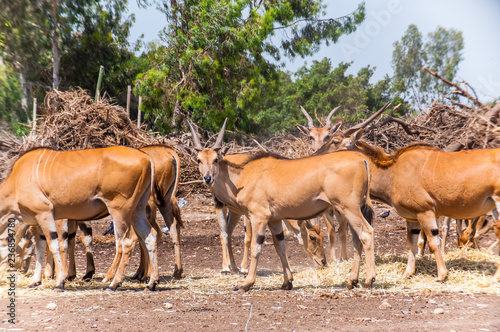 Fototapeta Naklejka Na Ścianę i Meble -  Big herd of Common Elands graze in the field in Safari