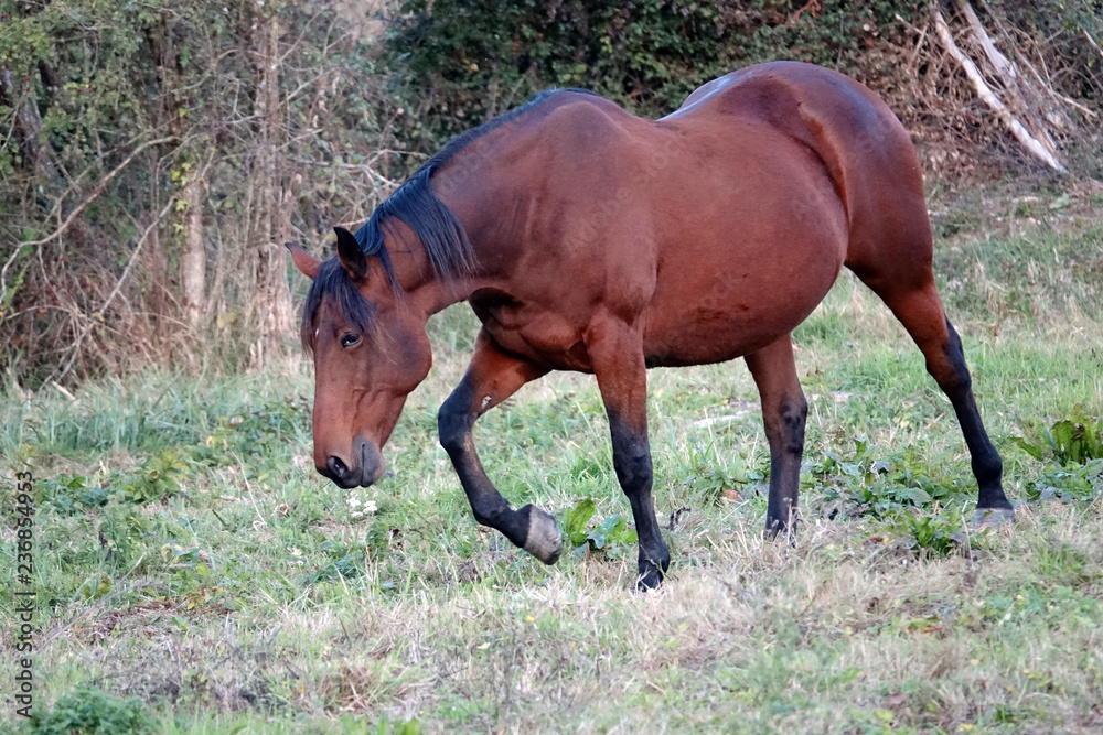 Fototapeta premium grand cheval marron