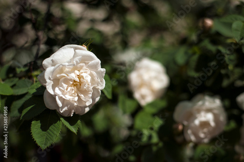 Beautiful white roses with buds on a background of a green bush. Bush of white roses is blooming in the garden.