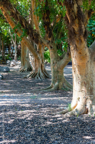 Ficus sycomorus or sycamore trees garden in North East of Israel
