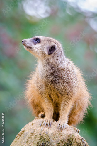 meerkat standing on rock