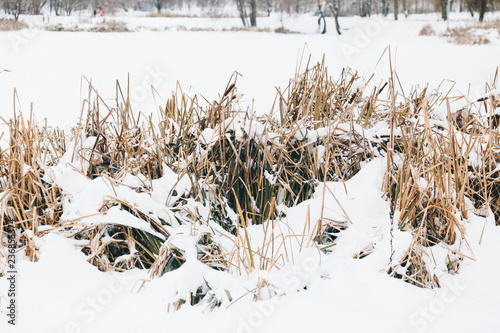 grass in the snow in winter