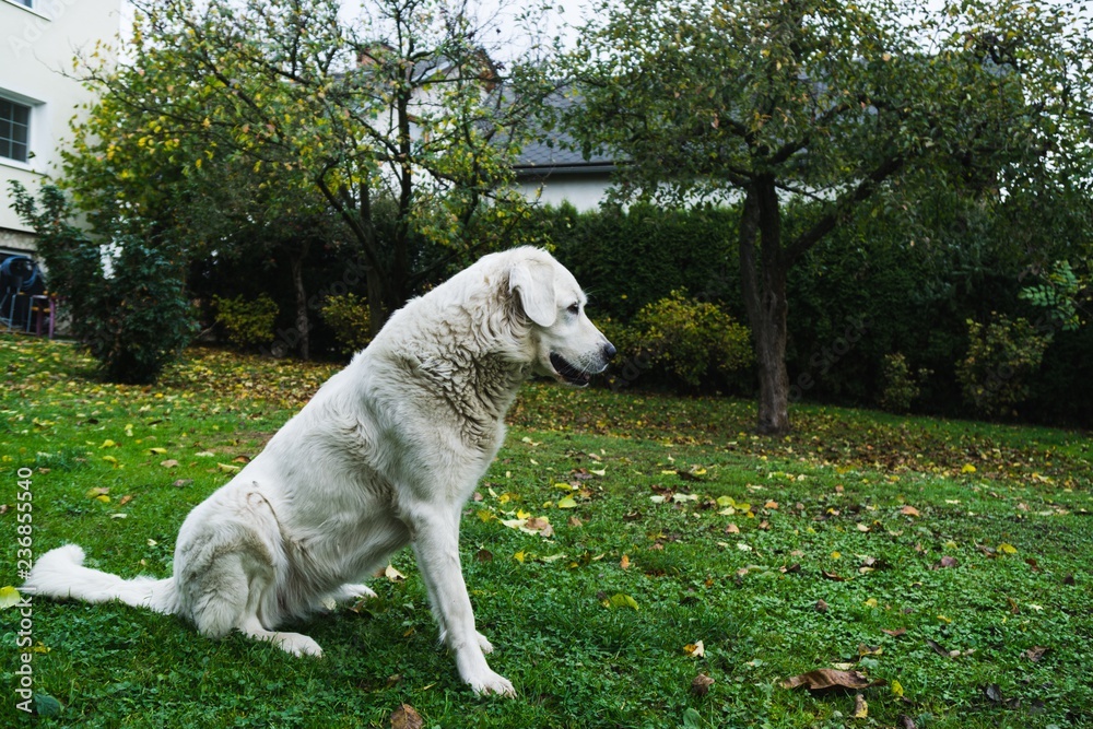 Slovak Chuvach dog in the garden. Slovakia