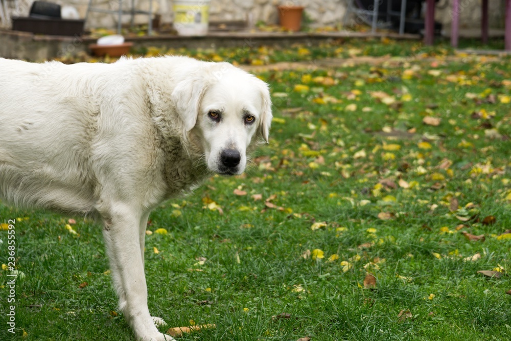 Slovak Chuvach dog in the garden. Slovakia