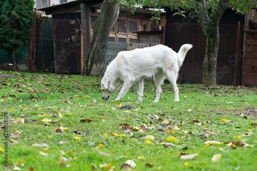 Slovak Chuvach dog in the garden. Slovakia photo