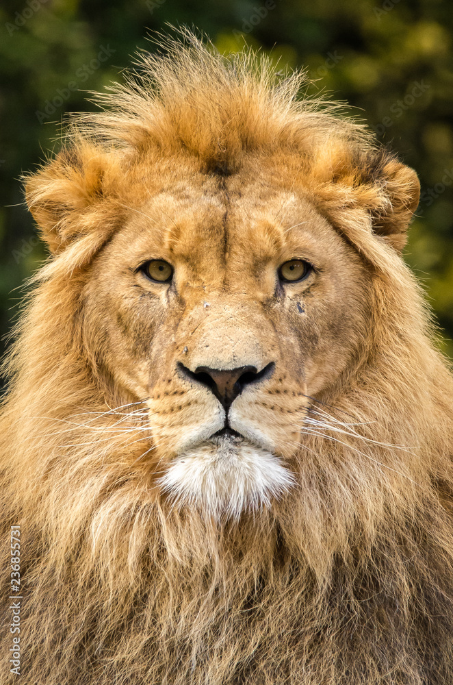 portrait of a lion