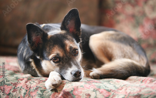 The dog lies on the couch and look at the photographer.